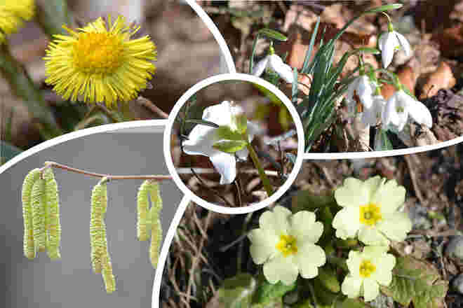 Frühlingsblumen