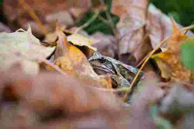Grasfrosch oder Laubfrosch?