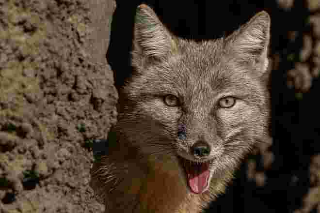 Fuchs im Zoo
