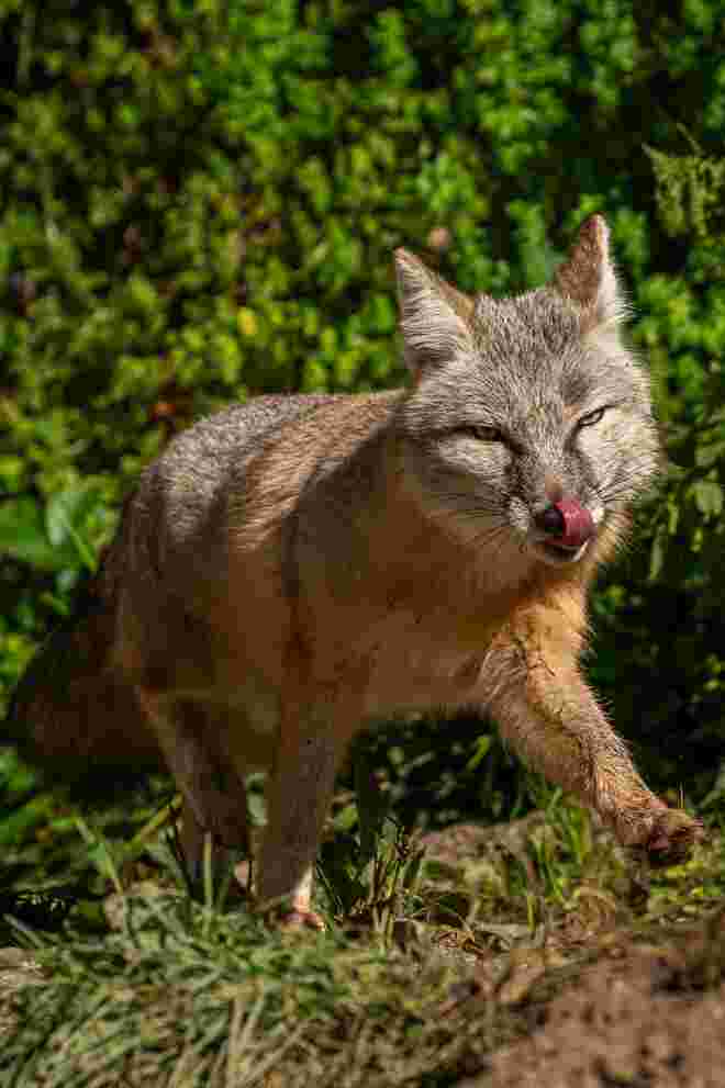 Fuchs