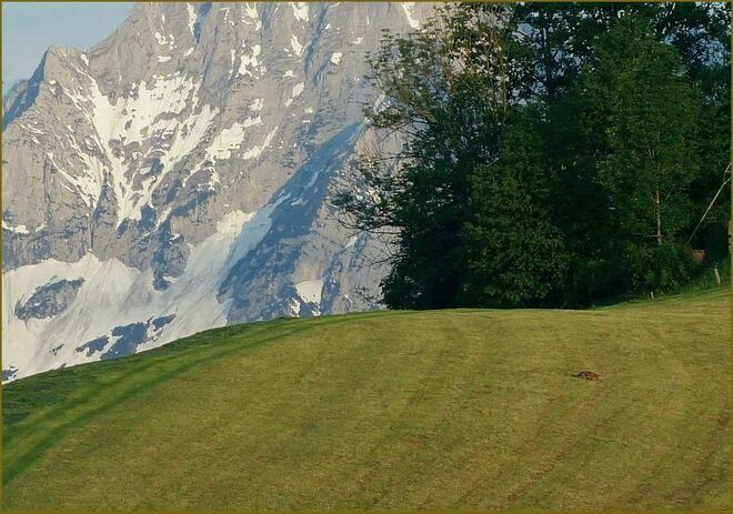 Fuchs will frühstücken