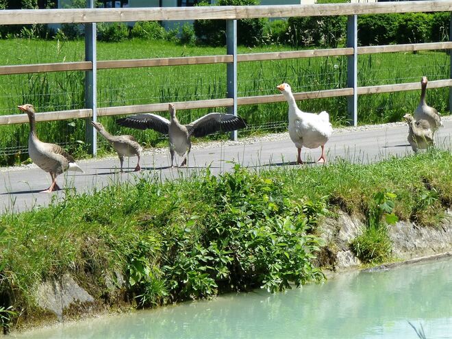 Im Gänsemarsch - so schauts aus