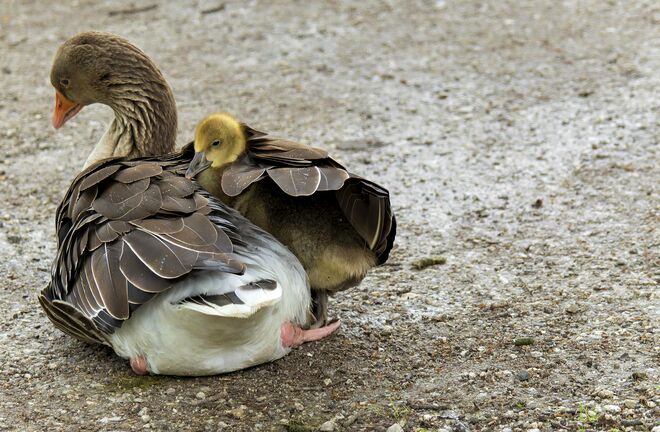 Regenschirm ? Warum ? Ich hab Mama......