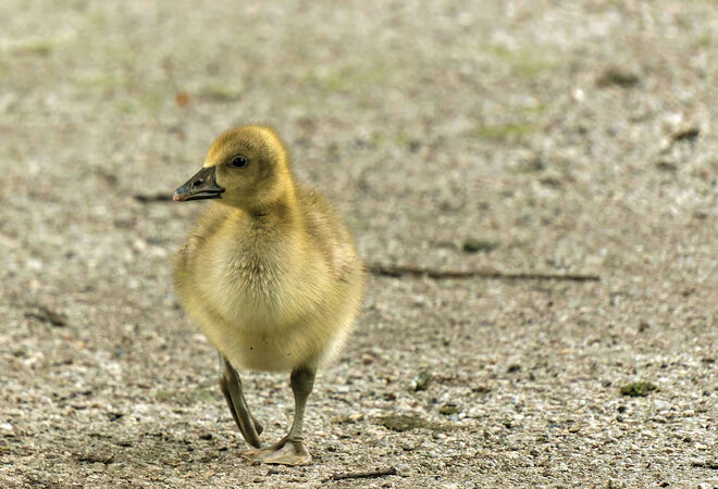 Hi Mädls, ich bin der Neue am Weiher
