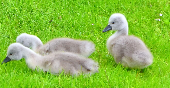 " GRAS--NEIN DANKE "