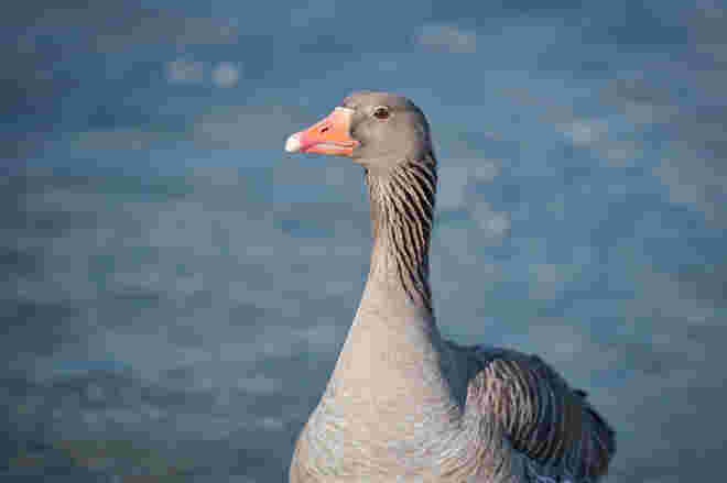 Gans schön stolz!