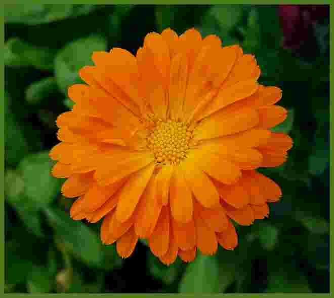 . . . Gartenbeetsonne . . . 