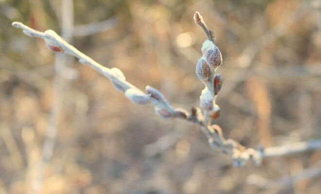 "GEFROSTETE PALMKÄTZCHEN"