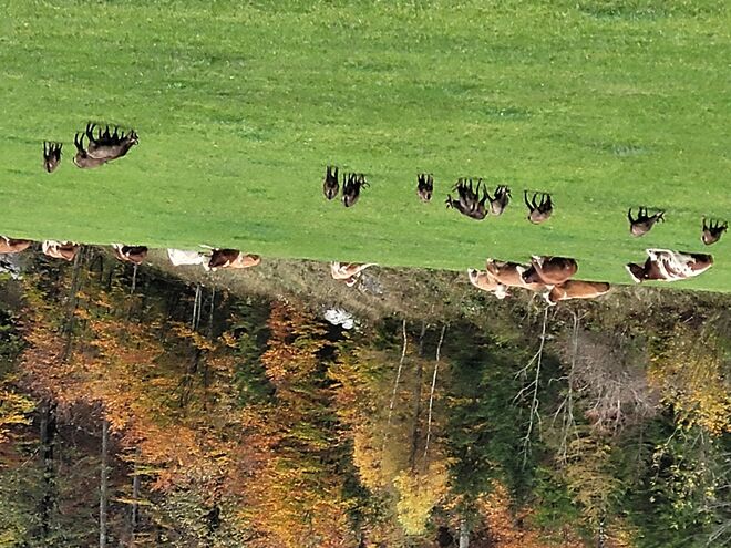 Gemsen und Kühe liebevolles Miteinander