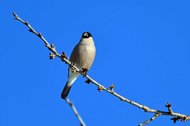Ausschau nach einem Verehrer