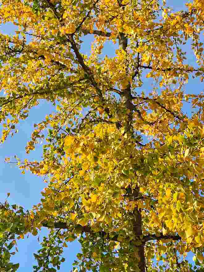 Herbst auf Japanisch