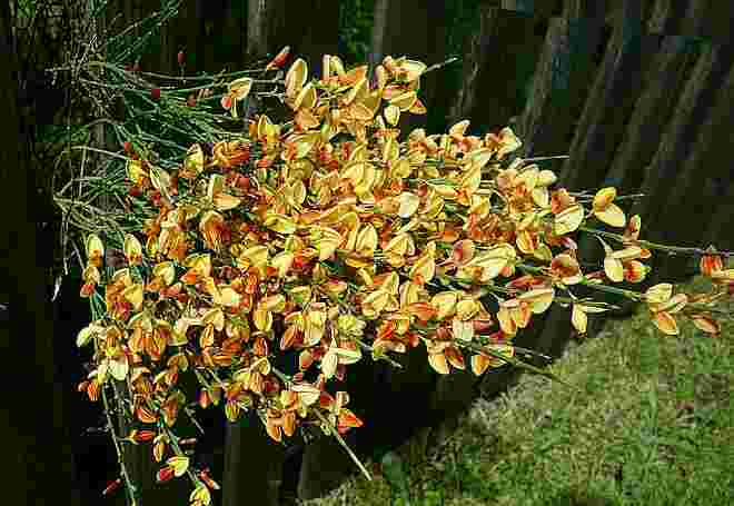 Ginstergold