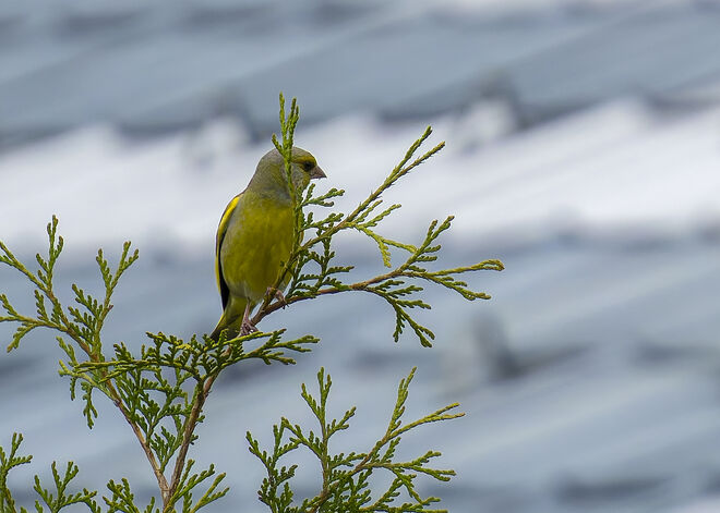 Grünfink ? Oder doch nicht....