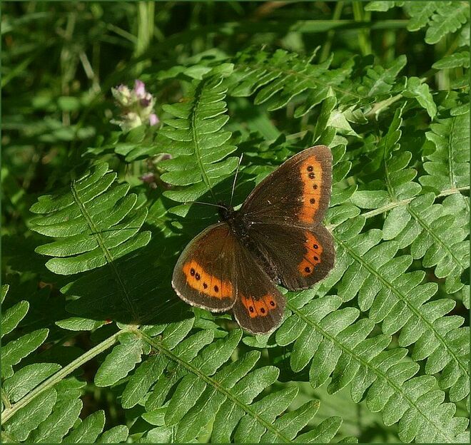 ... ein Großer Mohrenfalter genießt