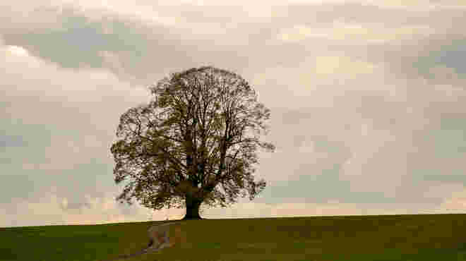 Gschirrnlinde
