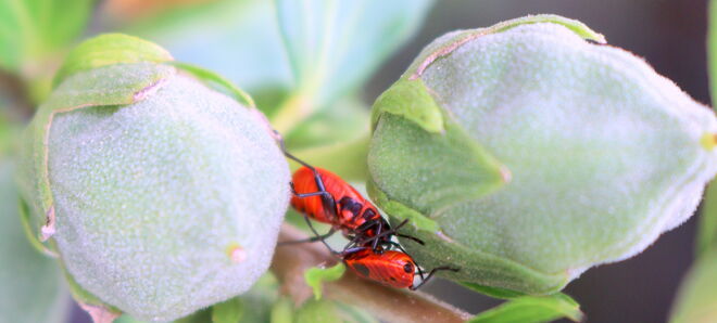 "HAB´DICH ZUM FRESSEN GERN "