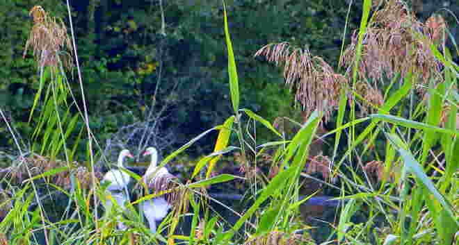 "HERBSTLICHE ZWEISAMKEIT"
