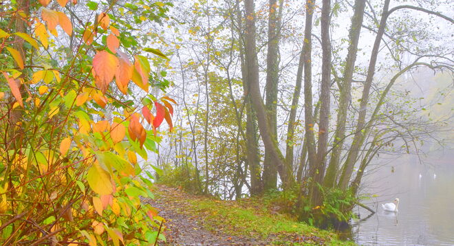 "HERBSTLICHER NEBELMORGEN"