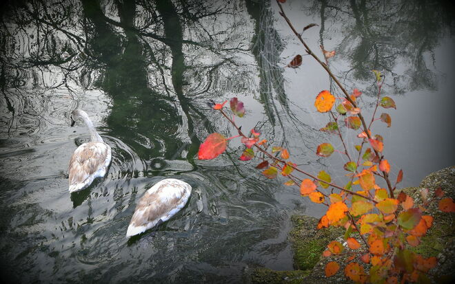"IN DEN HERBST EINTAUCHEN"