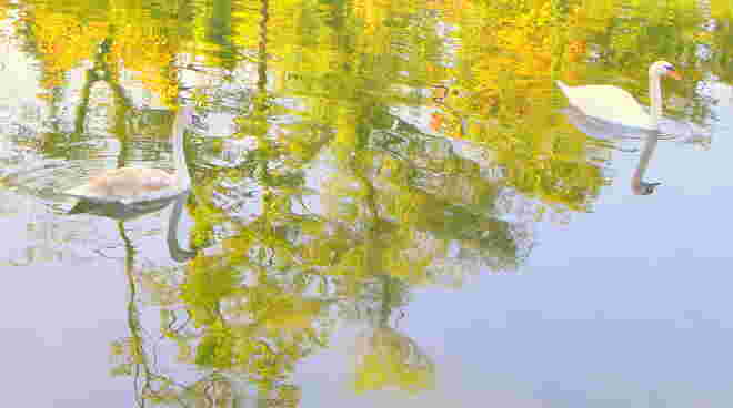 "HERBSTSCHWÄNE"