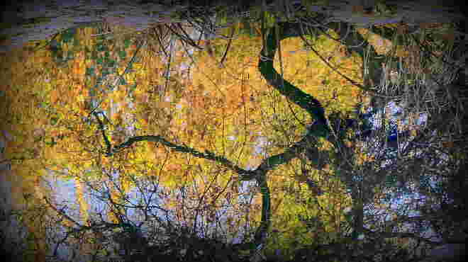 "HERBSTSPIEGELUNG IM BIOTOP"