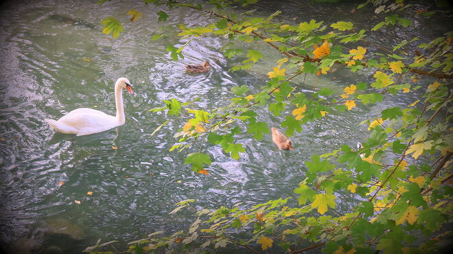 "HINEIN IN DEN HERBST"