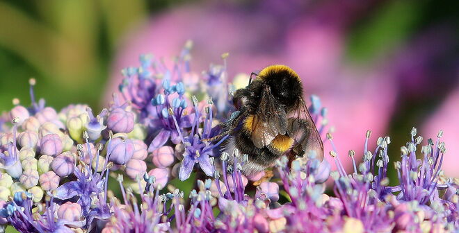 "IM HORTENSIENBLÜTENMEER 2"