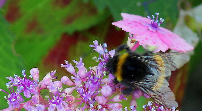 "HUMMEL MIT SOINNENSCHIRM"