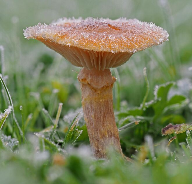 Hallimasch im Eismantel