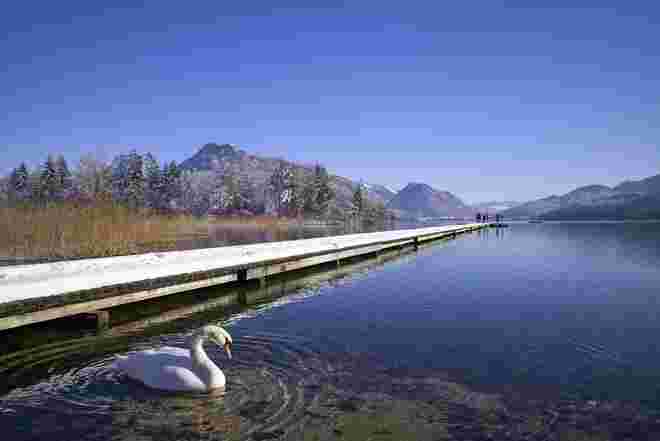 swan on the water