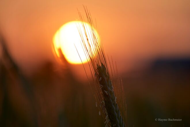 Getreide im Sommerlicht