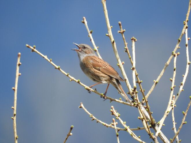 Frühlingserwachen im Innergebirg