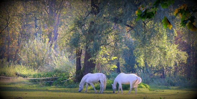 " HARMONIE IM HERBST " 