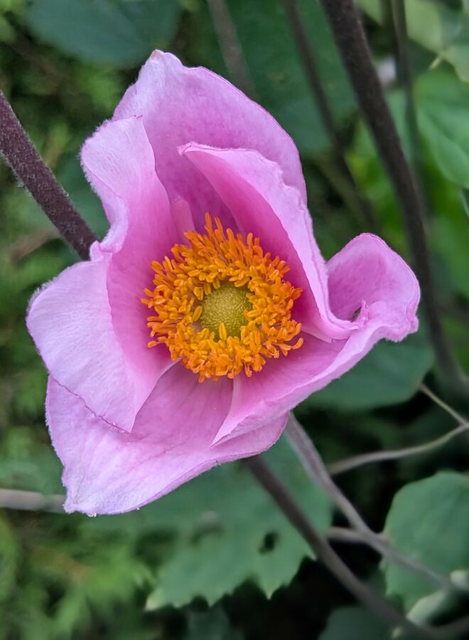 . . .  auch hier die ersten Herbstanemonenblüten