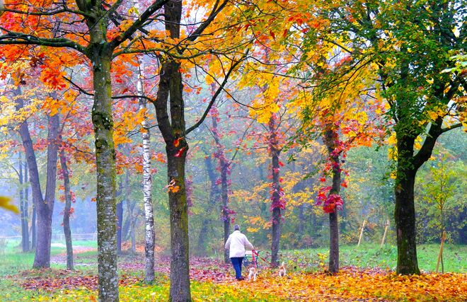 " HERBSTRUNDEN MIT HUNDEN "