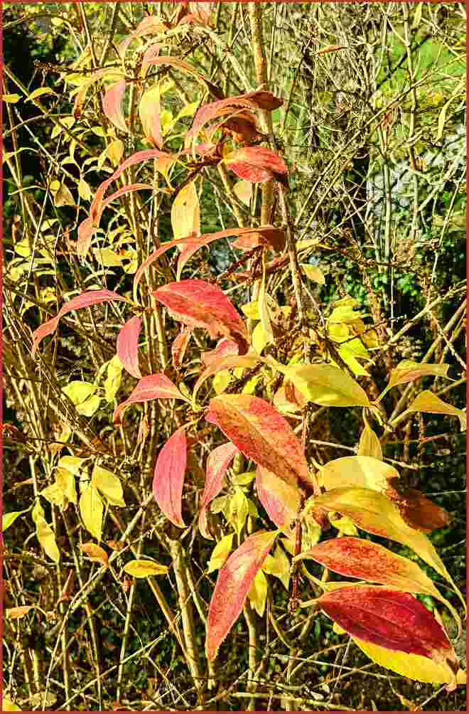 Herbstfärbung einer Forsythie . . . . 