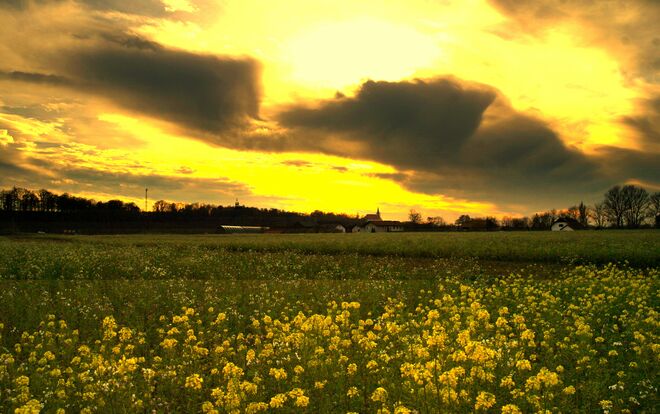 " SENFKRAUT IM GEWITTER "