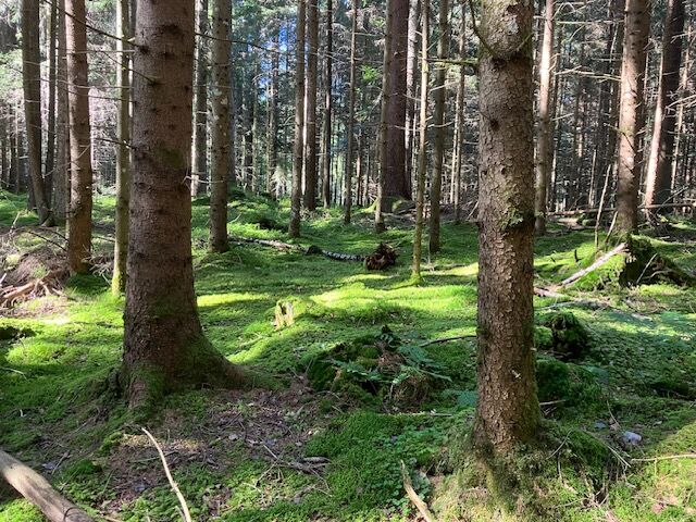 Herbstsonne trifft Waldboden