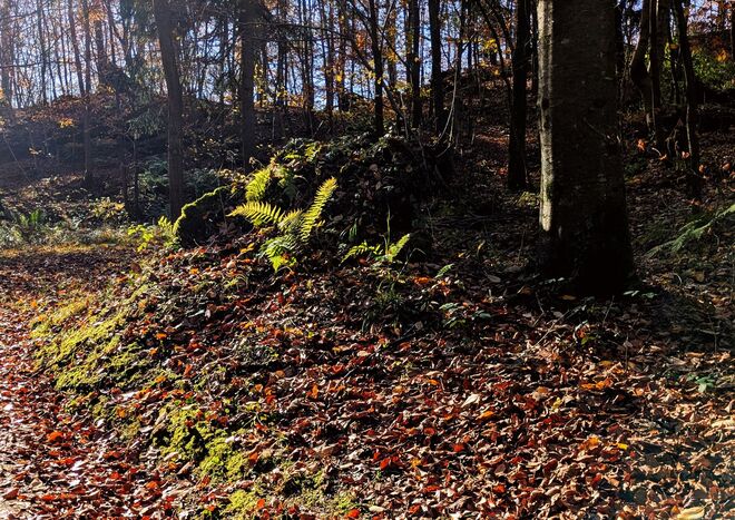 erfreulicher Herbstwaldrand  . . . 