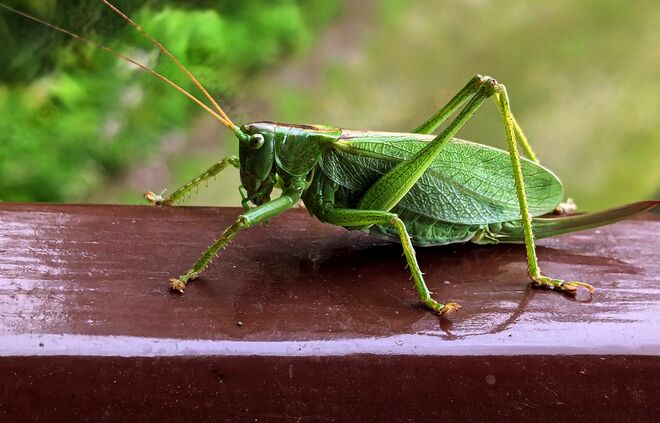 . . . ein Großes Grünes Heupferd . . .
