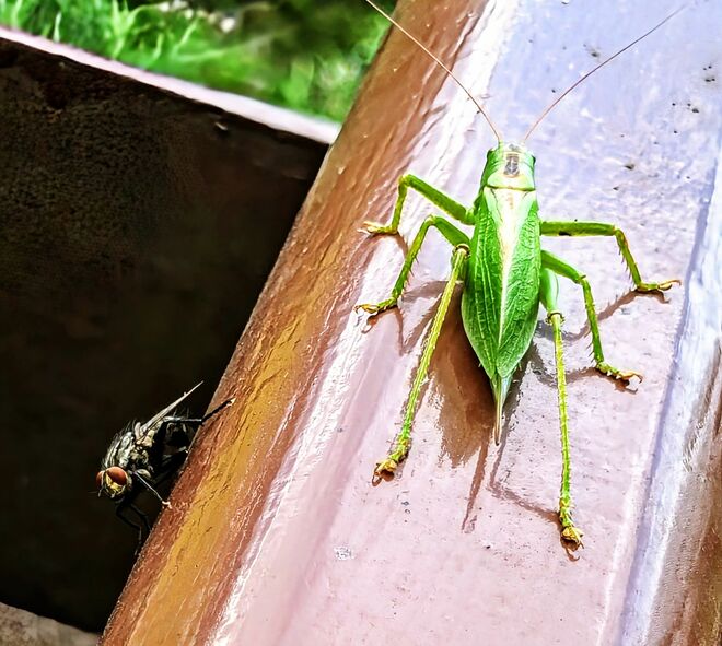 . . . zufällige Begegnung . . .