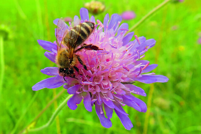 Honigbiene auf Skabiose