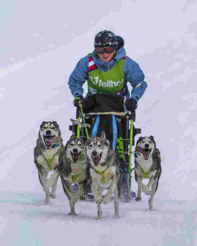 Schlittenhunderennen