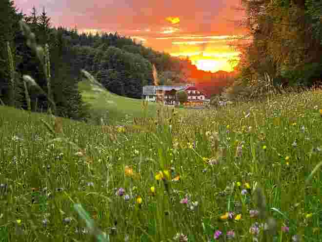 Blumenwiese im Sonnenuntergang 