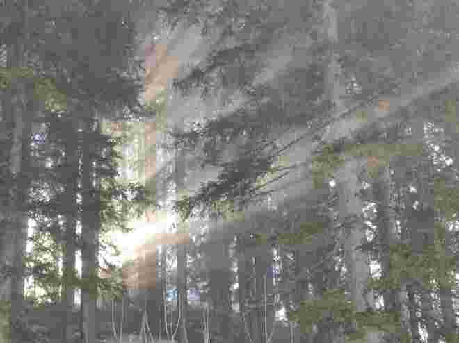 Mystischer Wald