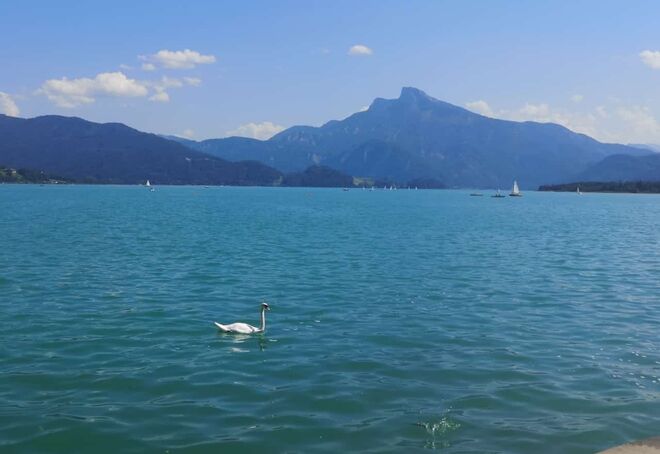 Ein Schwan macht noch keinen... See!? 