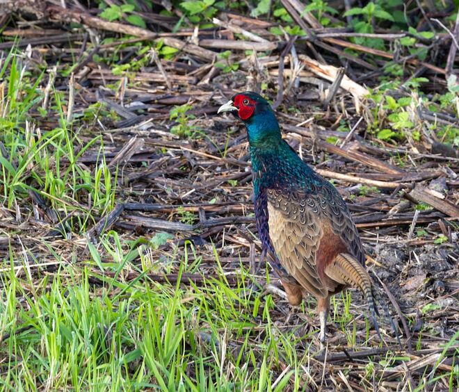 Stolzieren, wegen der Girls warad's...