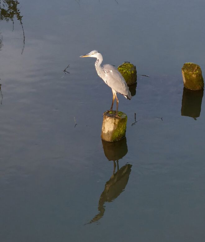 Ein Stockerlplatz für ihn...