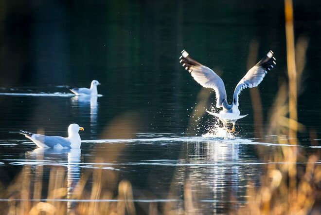 Start zur Extravorstellung
