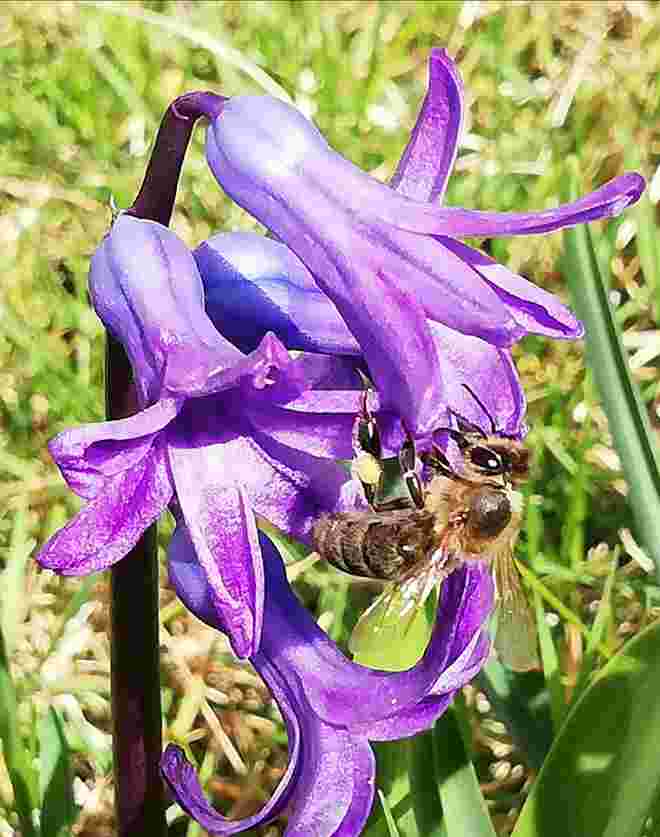 Fleißiges Bienchen 